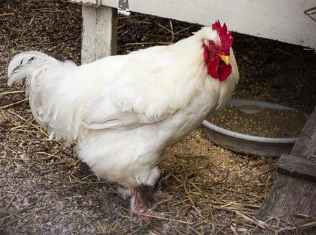 Garden Tour for #WeekendCooking Chicken