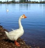 Blog Sharing Blog Sharing