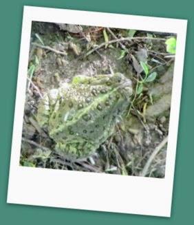 Blog Sharing Blog Sharing