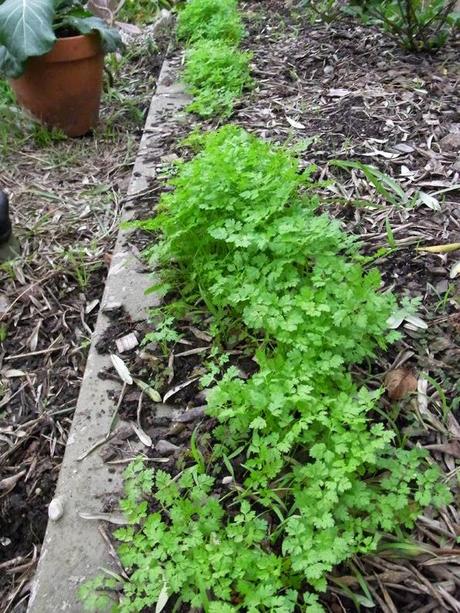 Weedling or seedling?