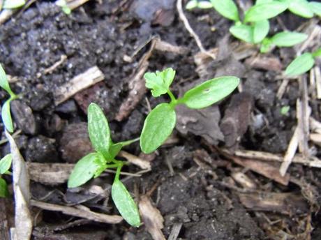 Weedling or seedling?