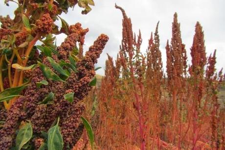 Quinoa Ready to be Harvested in Peru