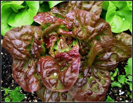 Bragging Rights - Lettuces Bragging Rights - Lettuces