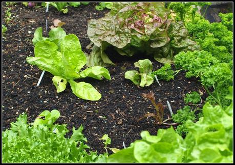 Bragging Rights - Lettuces Bragging Rights - Lettuces