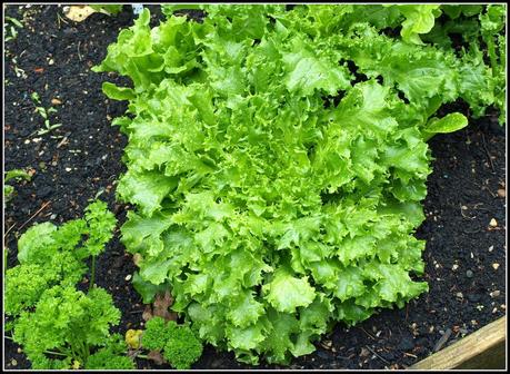 Bragging Rights - Lettuces Bragging Rights - Lettuces