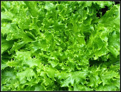 Bragging Rights - Lettuces Bragging Rights - Lettuces