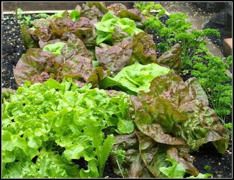 Bragging Rights - Lettuces Bragging Rights - Lettuces