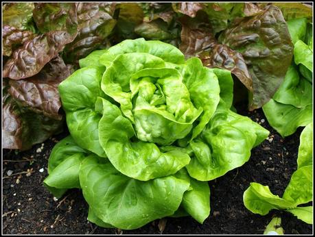 Bragging Rights - Lettuces Bragging Rights - Lettuces