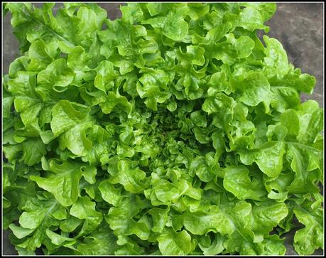 Bragging Rights - Lettuces Bragging Rights - Lettuces