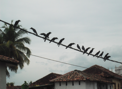 Backpacking in Sri Lanka: 23 Cool Things I Noticed When Touring Galle Fort Backpacking in Galle - Blackbirds on a Wire