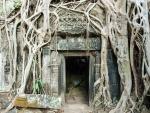 Strangler fig roots draped over a stone entrance