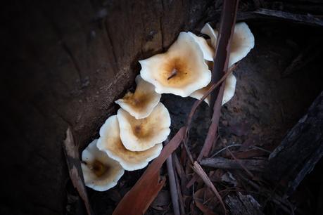 fungi on tree wombat state forest