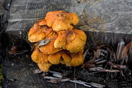 clump of fungi on tree stump wombat state forest