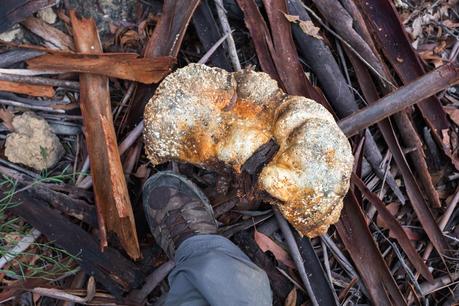 fungi next to size 48 boot