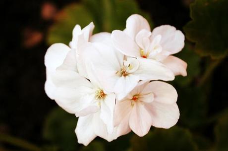 Summer Evenings in the Garden Summer Evenings in the Garden