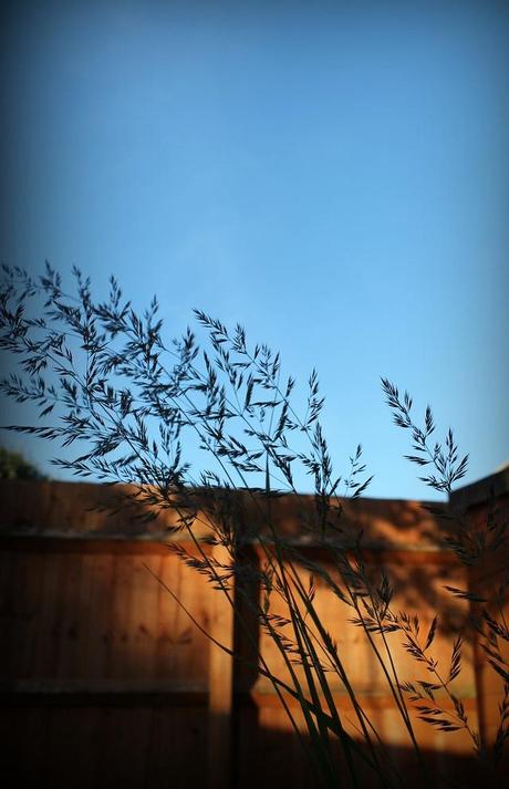 Summer Evenings in the Garden Summer Evenings in the Garden