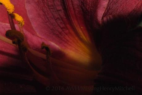 Daylily pollen