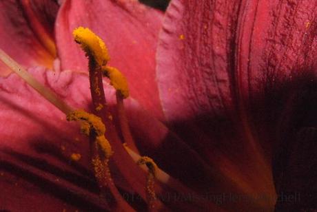 daylily pollen
