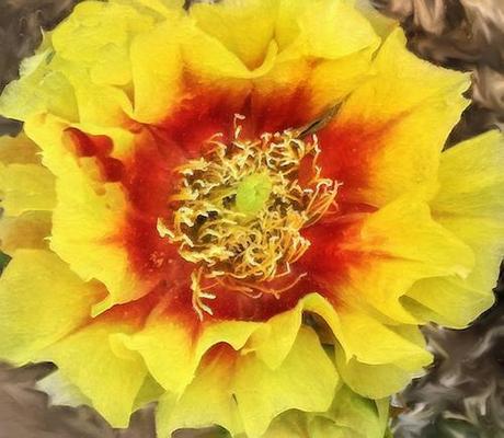 Cactus Bloom © lynette sheppard