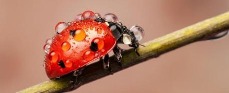 Bright and colorful ladybug macros in the rain