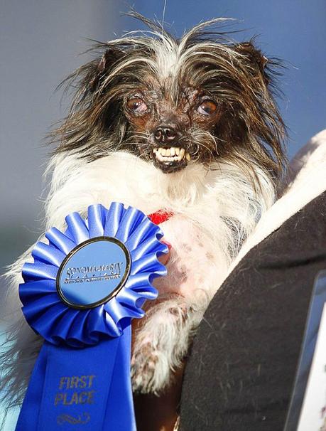 2014 Winning Dog for World's Ugliest Dog with ribbon