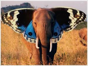 Elephant Butterfly