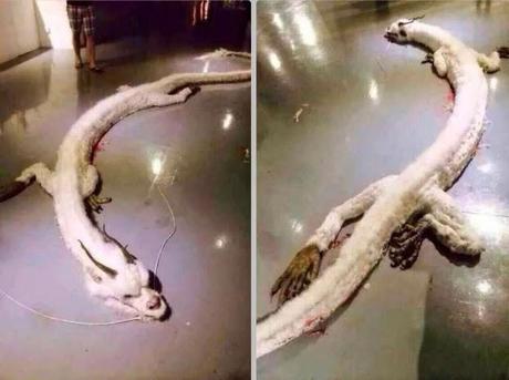 White Dragon Found And Shot In Malaysia! Fact Or Fiction? Find Out (Video)