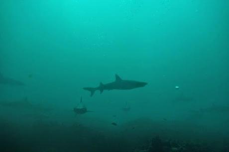 Eerie reef sharks in the Galapagos
