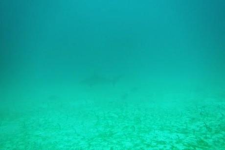 Galapagos hammerheads off in the distance and garden eels below