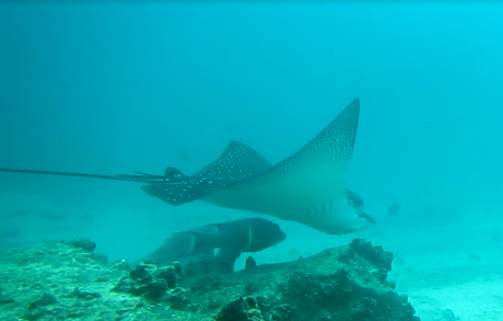 A massive eagle ray in the Galapagos, also known as Mr Ray