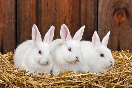 it's july already? white rabbits!
