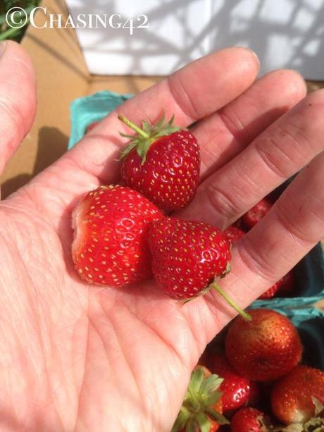 Luckily the berry patch isn't flooded. It's strawberry season! 