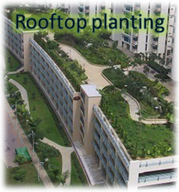 Rooftop Planting - Master Adviser