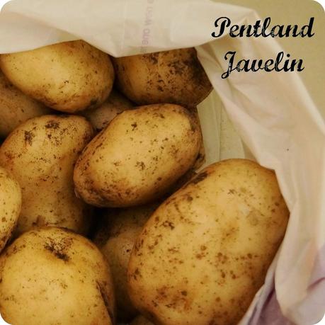 Pentland Javelin Potatoes - 'growourown.blogspot.com' ~an allotment blog Pentland Javelin Potatoes - 'growourown.blogspot.com' ~an allotment blog