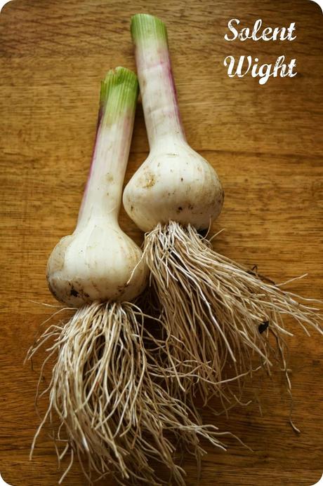 Fresh Garlic - 'growourown.blogspot.com' ~an allotment blog Fresh Garlic - 'growourown.blogspot.com' ~an allotment blog
