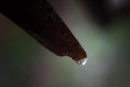 water droplet on broken branch