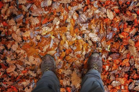 standing on autumn leaves