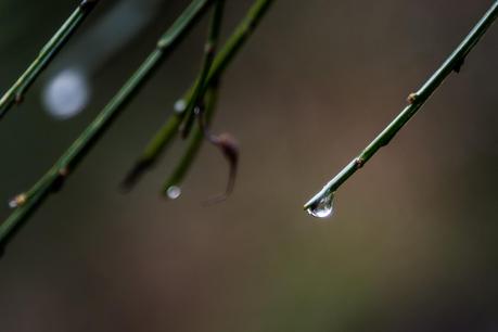water droplet on stem