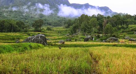 rice fields Indonesia