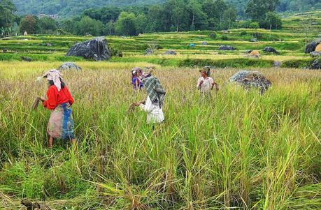 Rice fields Indonesia