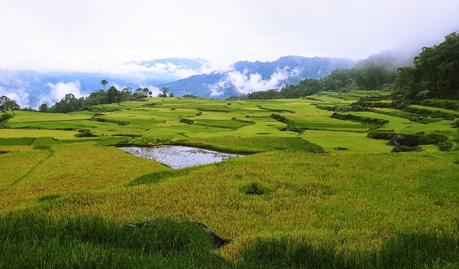 Rice fields Indonesia