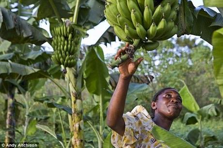 human trial of 'super bananas' soon to come .... vitamin A rich ones at that !!