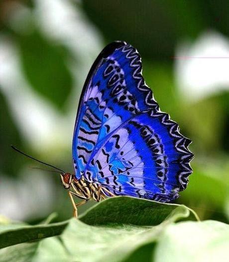 Colorful Butterflies