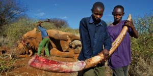 elephant poaching in Kenya