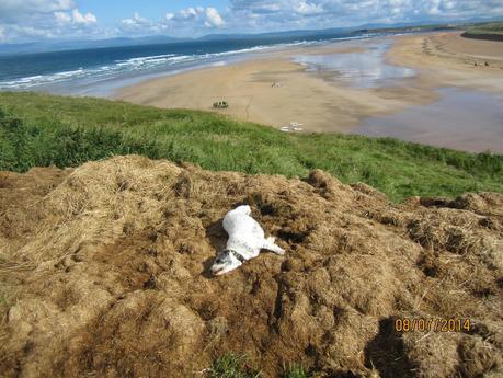 Home from Oz Home from Oz