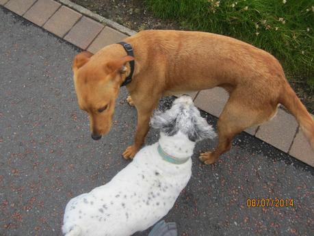 Home from Oz Home from Oz