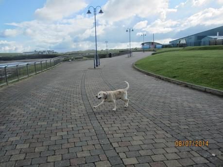 Home from Oz Home from Oz