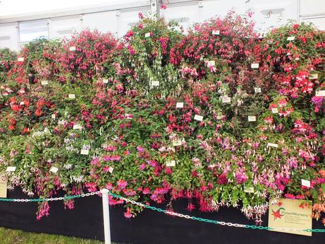 RHS Hampton Court Flower Show 2014 - Floral Marquee RHS Hampton Court Flower Show 2014 - Floral Marquee