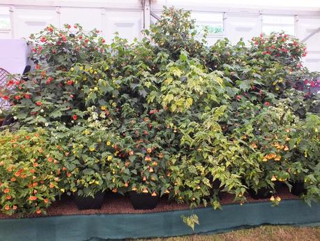 RHS Hampton Court Flower Show 2014 - Floral Marquee RHS Hampton Court Flower Show 2014 - Floral Marquee