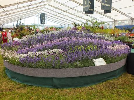 RHS Hampton Court Flower Show 2014 - Floral Marquee RHS Hampton Court Flower Show 2014 - Floral Marquee
